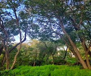 Hermosa parcela con bosque nativo