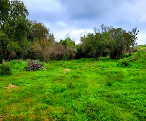 Parcela con bosque nativo