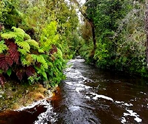 Campo de 256 ha en Lliuco, Quemchi, Chiloé