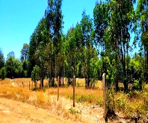 Terreno de 10000 m2 en la comuna de mafil