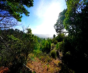 Terreno forestal sector tomeco