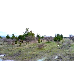 Terreno 25 ha proyecto agrícola. Cauquenes VIIR