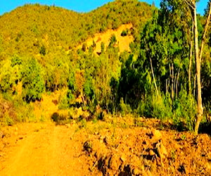  terreno sector la palmilla , molina