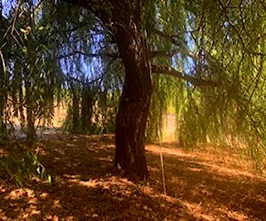 Terreno en Tomeco, Yumbel