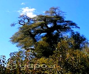 TERRENO 2,14 ha EN RIO PESCADO, PUERTO VARAS