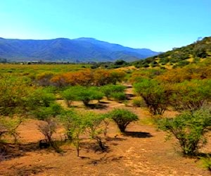 Se Vende Terreno agrícola 12 has. vi región