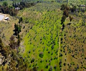 Se venden 109 hectareas en hualve cauquenes