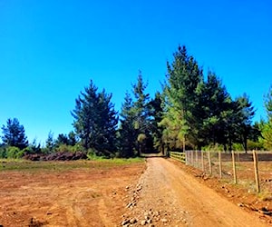 Parcelas planas con bosque nativo