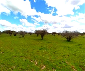 Terreno en Cauquenes, Parcelación VT599