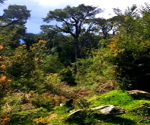 Parcela bosque en Huillinco. Chiloé. Chonchi