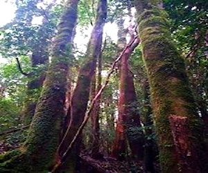 Parcela de bosque cercana al borde costero. Chiloé