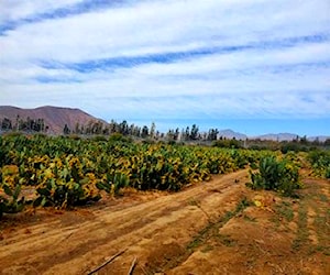 PARCELA Camino El Toro KM 7 Plantacion en Producci