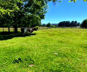 Hermoso Terreno Región De Los Ríos, Con Camino Pub