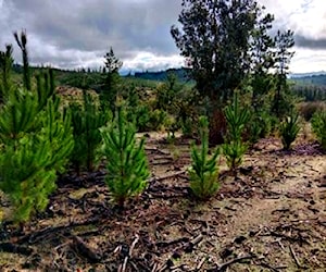 Parcela de 8,9 há en sector de Nirivilo