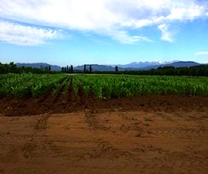 Parcela Agrícola Sector El Carmen, Longaví