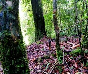 Terreno PUYEHUE 