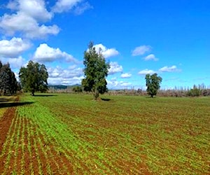 SITIO La Amalia - Maule Longaví