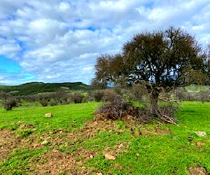 SITIO REMOLINO - hualañe - Maule Hualañé