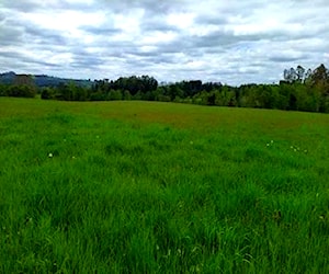 Hectareas Riachuelo (Río negro) con rol propio