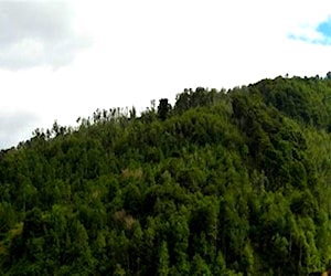 Campo con bosque nativo en , x región