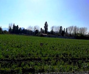 PARCELA El Oliveto Balmaceda Talagante