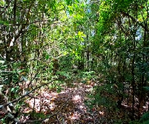 Parcela 1,2Ha Bosque nativo, Futa Alto