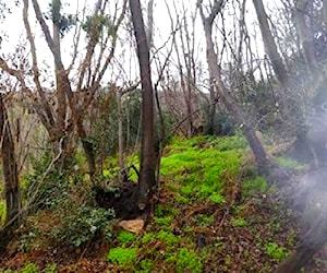 Parcela con bosque en pendiente, Aguila Sur Paine