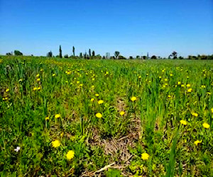 Parcelas en Parral de 5000 m2