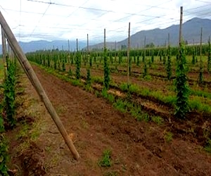 Terreno con parrón 