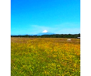 AGRICOLA Camino a Puerto Octay - Los Lagos &#8230;