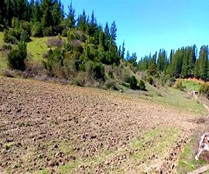 PARCELA Rincon de Coronel, Cauquenes Cauquenes