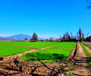 AGRICOLA cholqui Melipilla