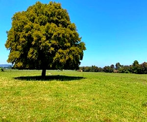 Parcelas en Santa Bárbara