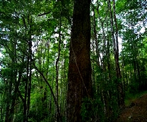 Predio de 3.5 ha. con bosque nativo y rio