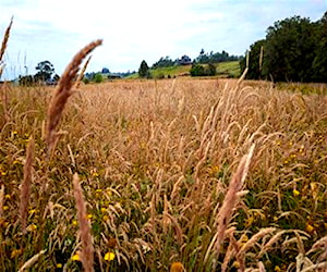 PARCELA Reserva Santa Clara Puerto Varas