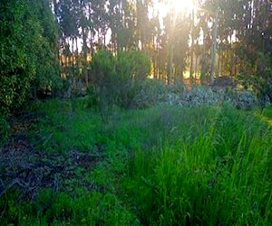 SITIO Las Gaviotas con Los Pajaritos Santo Domingo