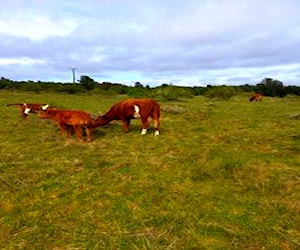 Vendo 3 hectáreas a 43km de puerto montt hacia par