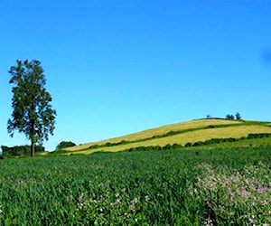 Parcela Sector Cayurruca RíO Bueno