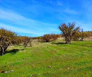 Cauquénes parcelas planas y con lomajes suaves C