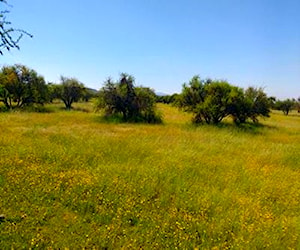 Se vende terreno campo 23 ha, cauquenes