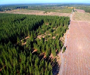 Parcela de 25.000 m2 con 100 pinos