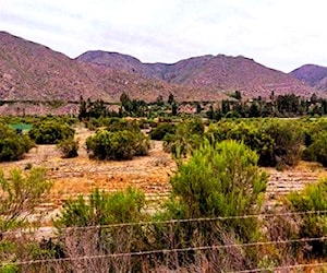 Agricola el molle VicuñA