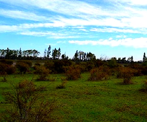Sitio BUENAVISTA La Selva Parral