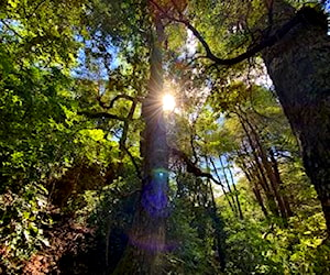 Proyecto turístico,una hectárea bosque nativo