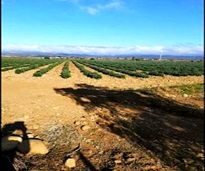 Terreno Algarrobo, Ovalle 2 hectáreas