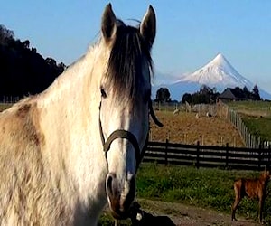 CASA LONCOTORO Puerto Varas