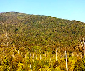 Terreno agrícola de 10 ha. en hualaihué