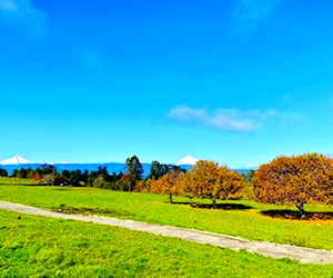 Parcelas en Lago Rupanco