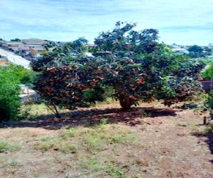 Amplio terreno con casa en viña del mar