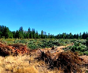 Hectarea en Fundo Los Llanos, Quilaco